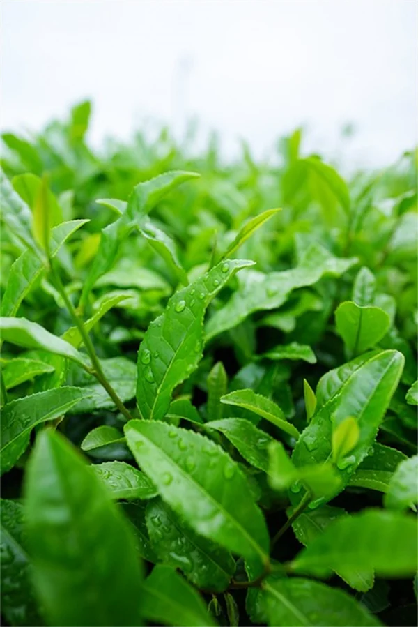 観葉植物の逆さま栽培、簡単DIYでスペース節約と害虫対策を両立する方法