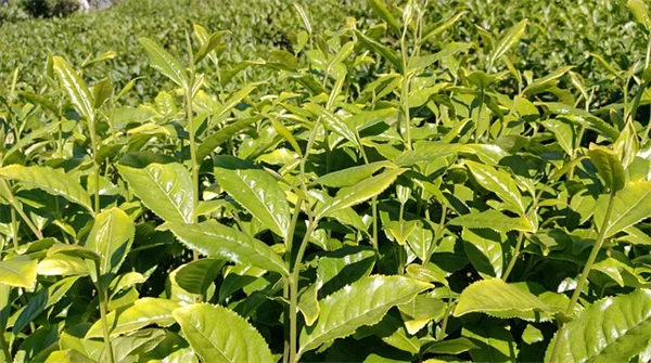 蚊対策に効果あり！私が選んだ夏の虫除け7製品