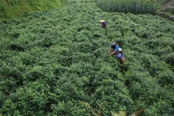 夏の庭は"葉っぱ"で決まる！花より長持ちする観葉植物7選