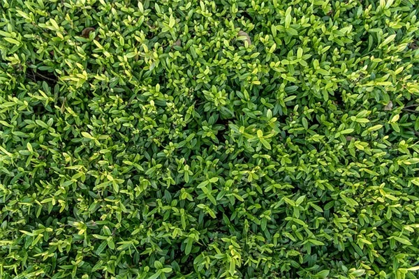 3月が最後のチャンス！移植できる低木7選と失敗しないコツ
