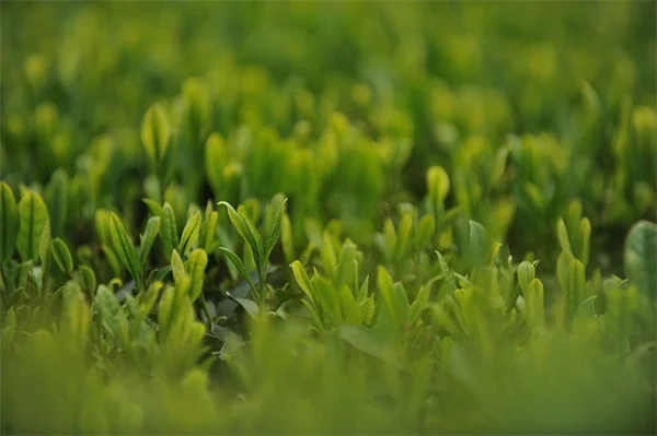 イタリアンサイプレス鉢植えの注意点｜枯らさないための5つのポイント